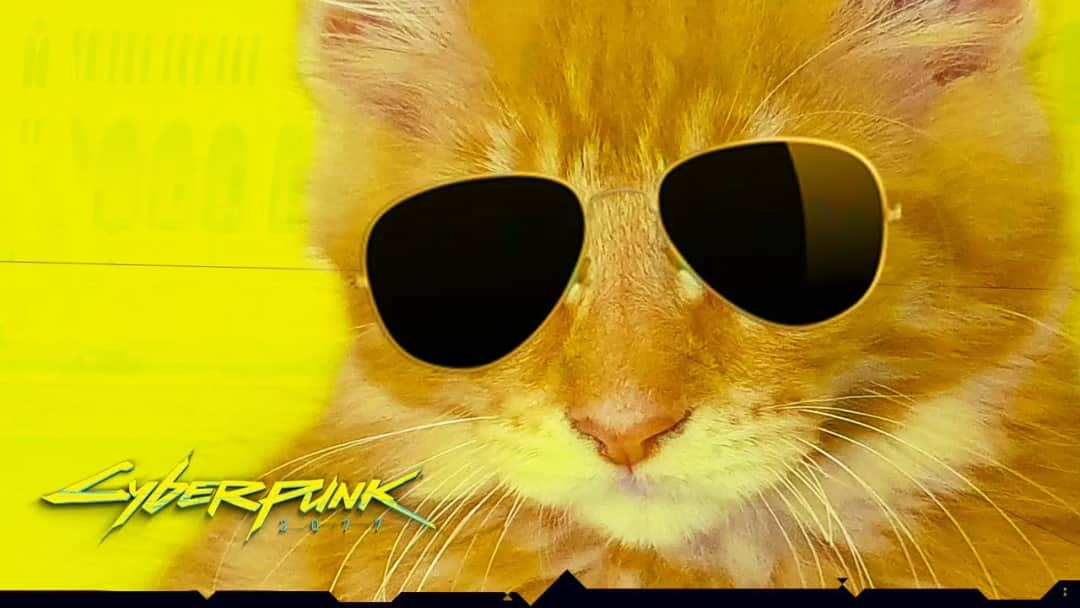 Cyberpunk kot: nietypowy przewodnik po adopcji futurystycznego przyjaciela